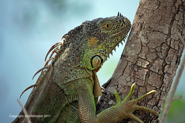 Green Iguana, Florida Keys. Green Iguana